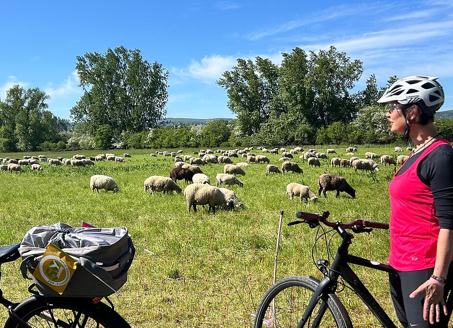 Schafe Schafe bei Ingelheim